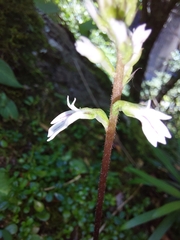 Holothrix orthoceras