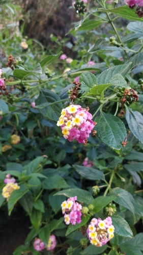 Lantana image