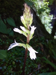 Holothrix orthoceras