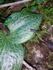 Holothrix orthoceras