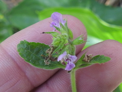 Stachys drummondii