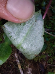 Holothrix orthoceras