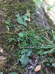 Holothrix orthoceras