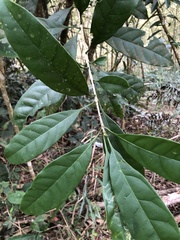 Osmanthus matsumuranus