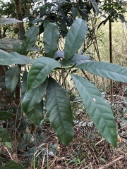 Osmanthus matsumuranus
