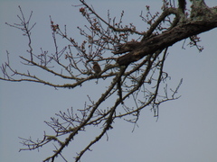 Sialia sialis