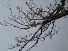 Sialia sialis