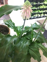 Veltheimia