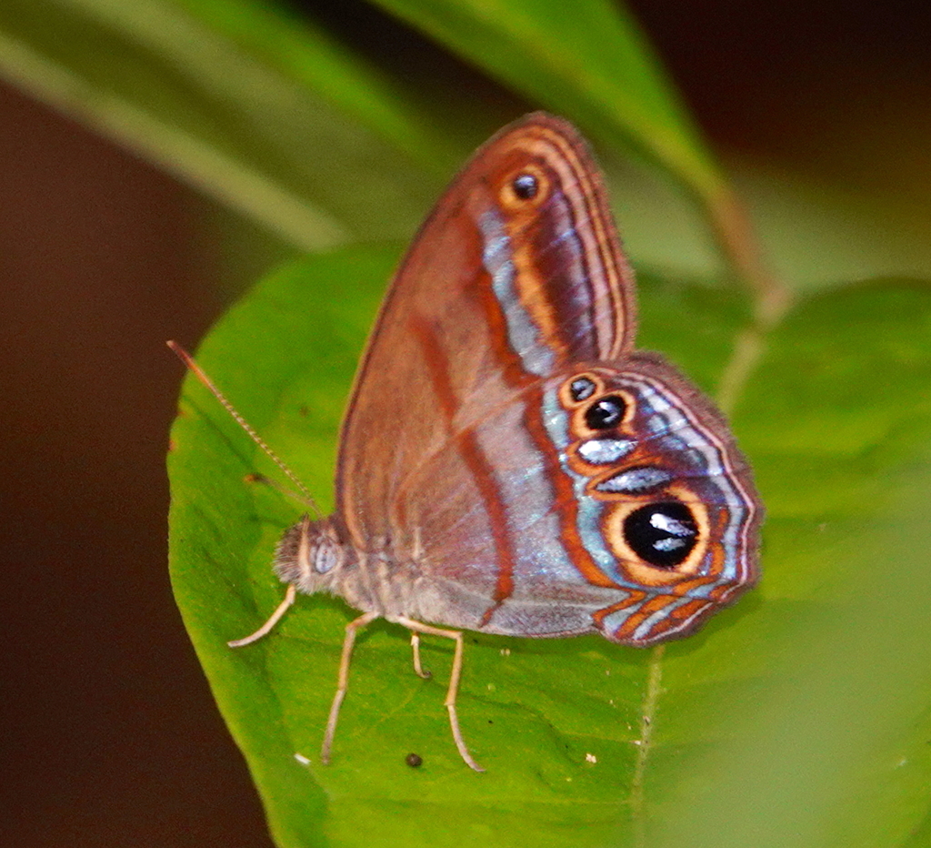 Chloreuptychia tolumnia