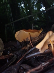 Hymenogloea papyracea