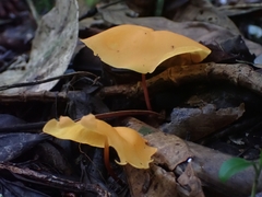 Hymenogloea papyracea