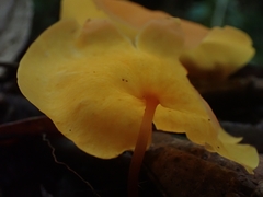 Hymenogloea papyracea