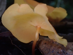 Hymenogloea papyracea