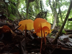 Hymenogloea papyracea