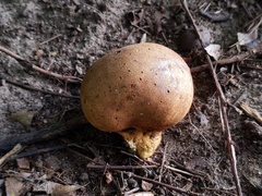 Scleroderma michiganense