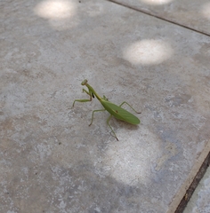 Parastagmatoptera unipunctata