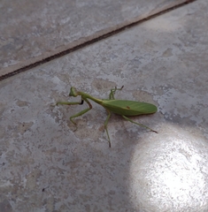 Parastagmatoptera unipunctata