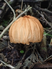 Marasmius berteroi