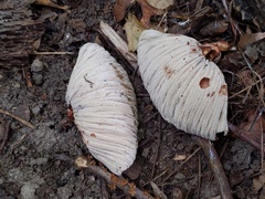 Hypomyces lateritius