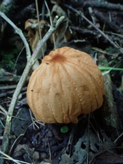 Marasmius berteroi