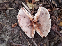 Hypomyces lateritius