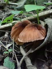 Marasmius berteroi