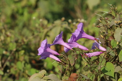 Ipomoea pedicellaris