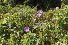Ipomoea pedicellaris