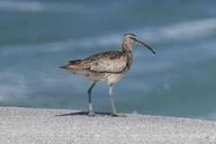 Numenius phaeopus