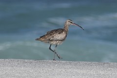 Numenius phaeopus