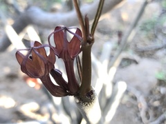 Ceropegia fusca image