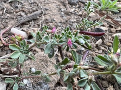Lotus glinoides