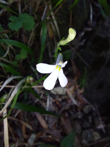 Image of Lobelia vanreenensis by (c) Manuel R Popp, some rights reserved (CC BY)