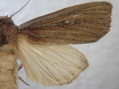 Nonagria puengeleri