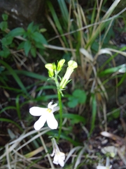 Lobelia vanreenensis