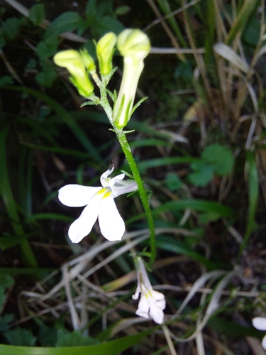 Image of Lobelia vanreenensis by (c) Manuel R Popp, some rights reserved (CC BY)