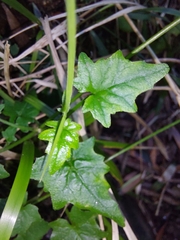 Lobelia vanreenensis