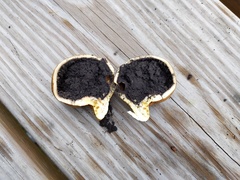 Scleroderma michiganense