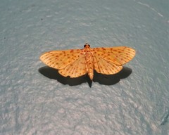 Polygrammodes eleuata