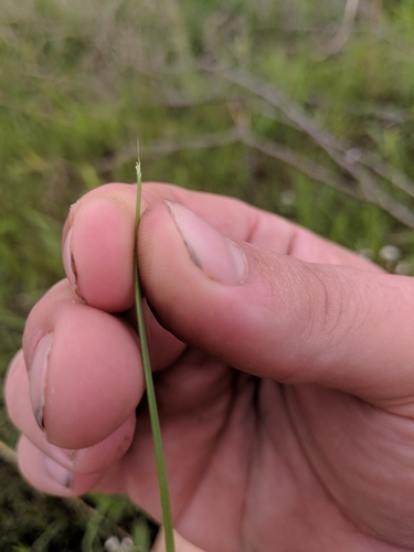 Image of Eleocharis compressa by (c) Trevor Edmonson, some rights reserved (CC BY)