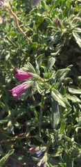 Echium sabulicola