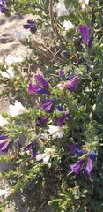Echium sabulicola