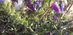 Echium sabulicola