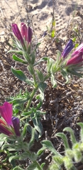 Echium sabulicola