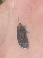 Apistosia judas
