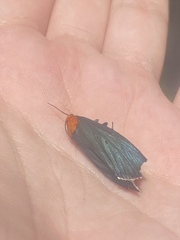 Apistosia judas