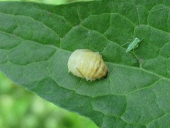 Vibidia duodecimguttata