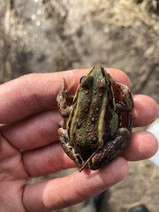 Pelophylax lessonae