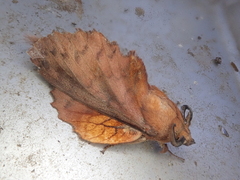 Gastropacha orientalis