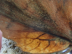 Gastropacha orientalis